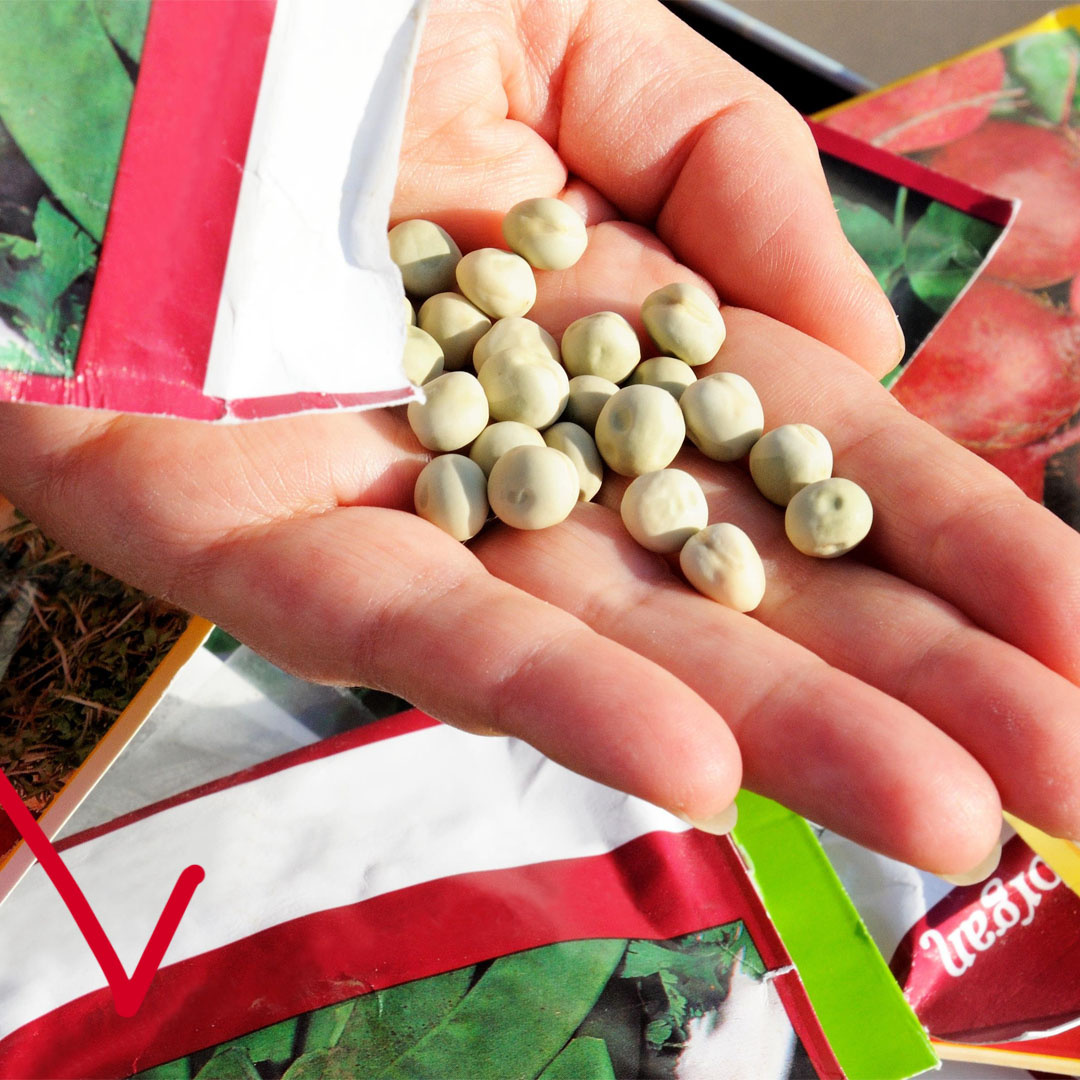 Выбор семян - один из самых важных этапов в садоводстве