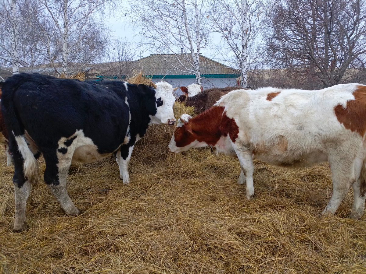 Зоря и Конфетка.