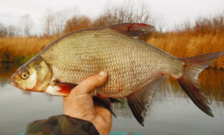 Рыба лещ. Источник фото zapiski-ribaka.ru