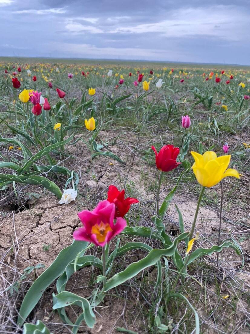 Буйное цветение тюльпанов Весной. 