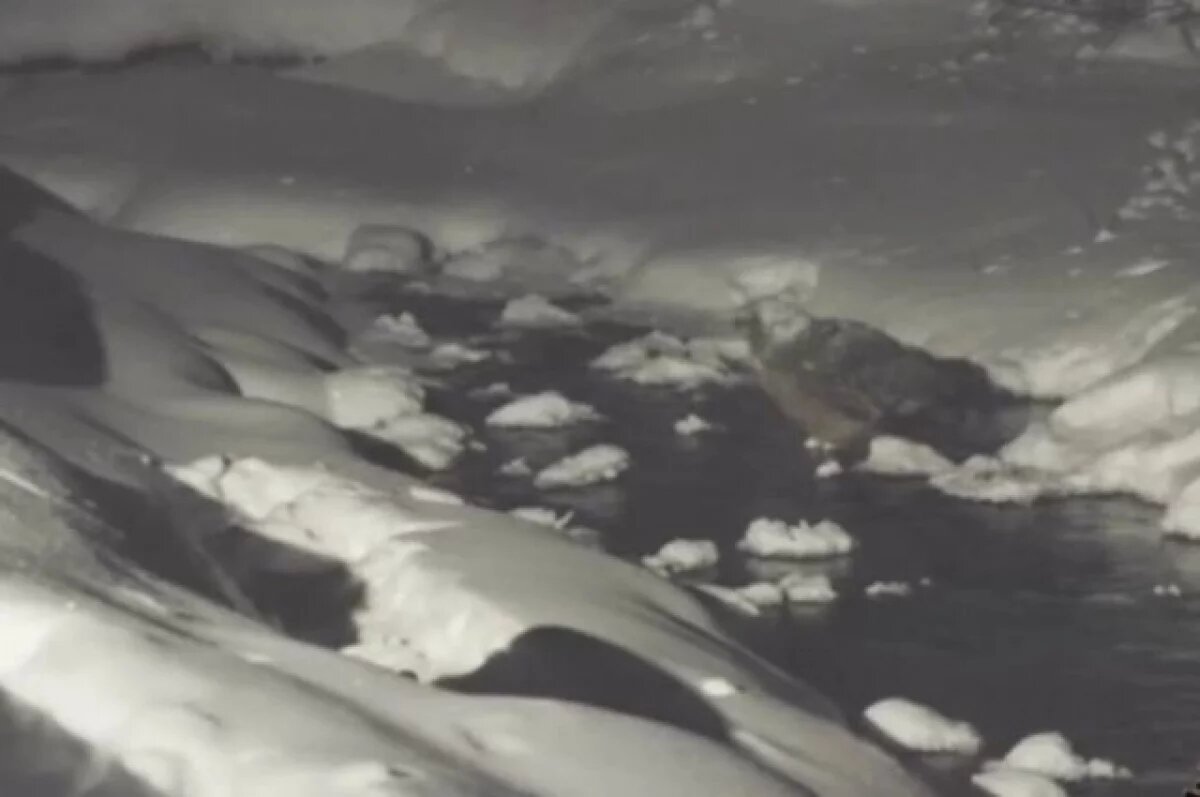    Зимой рыбному филину сложно найти пропитание