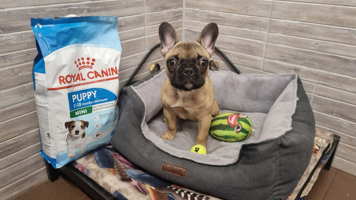 Берём с собой лежак, игрушки и корм.