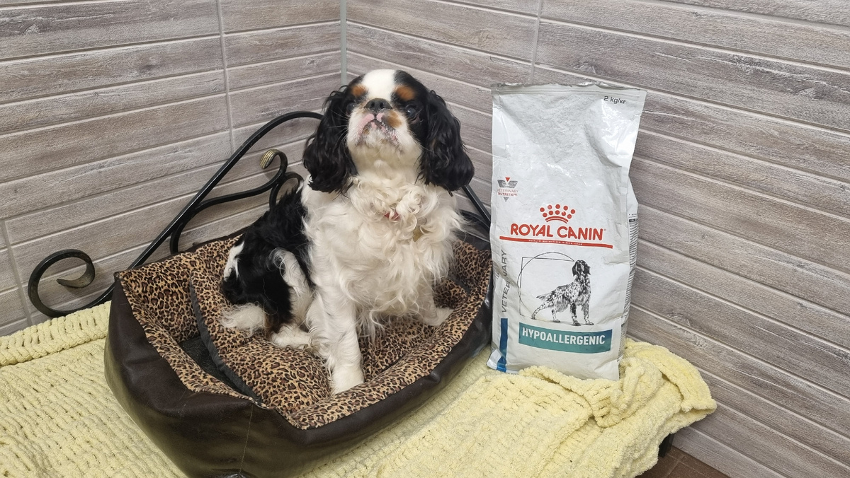 Берём с собой корм, к которому собака привыкла 