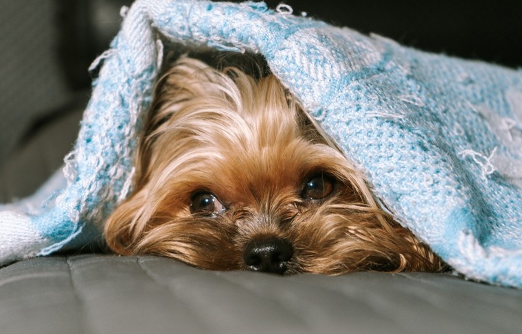    Shutterstock/FOTODOM