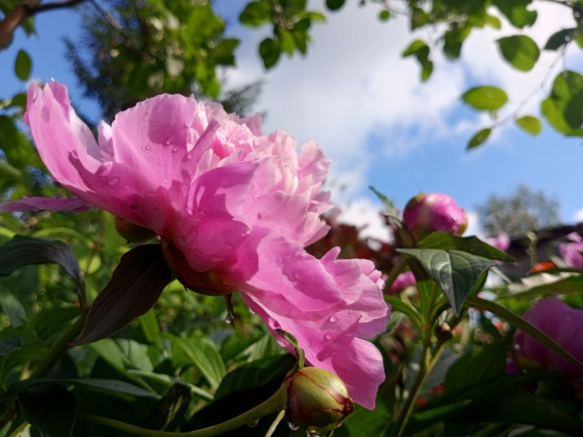 Возможно, этим летом поливать в саду придется гораздо чаще.