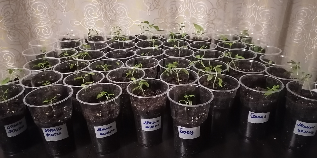 Пикировка томатов, баклажанов и перцев