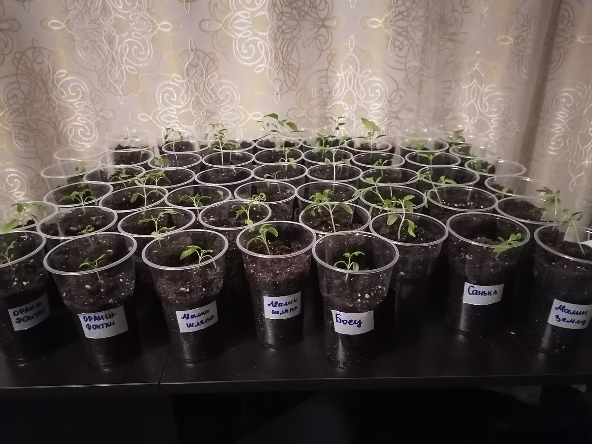 Вот столько примерно у меня получилось при пикировке рассады. Убрала от солнца на пару дней.