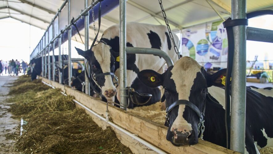    Фото: KazanFirst