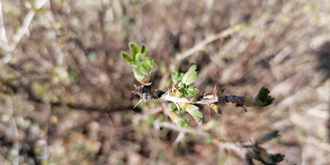 Лунный календарь на апрель 2025