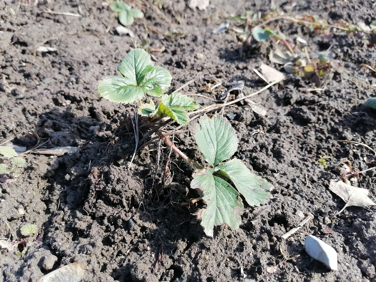 Пересаженная в прошлому году клубника почти вся перезимовала. Осталось почистить, прорыхлить, подкормить и обработать.