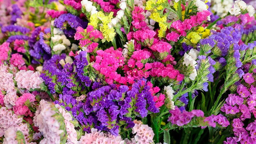 Результат выращивания многолетней статицы по календарю