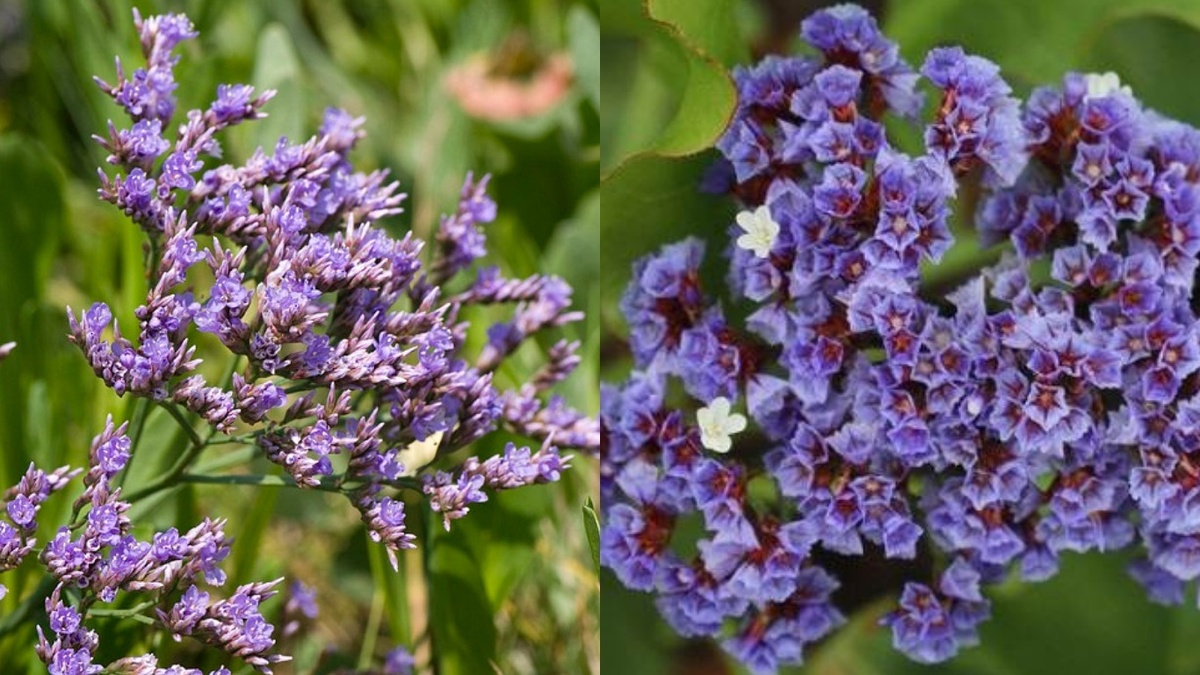 Результат двух разных методов выращивания. Разница заметна невооруженным глазом