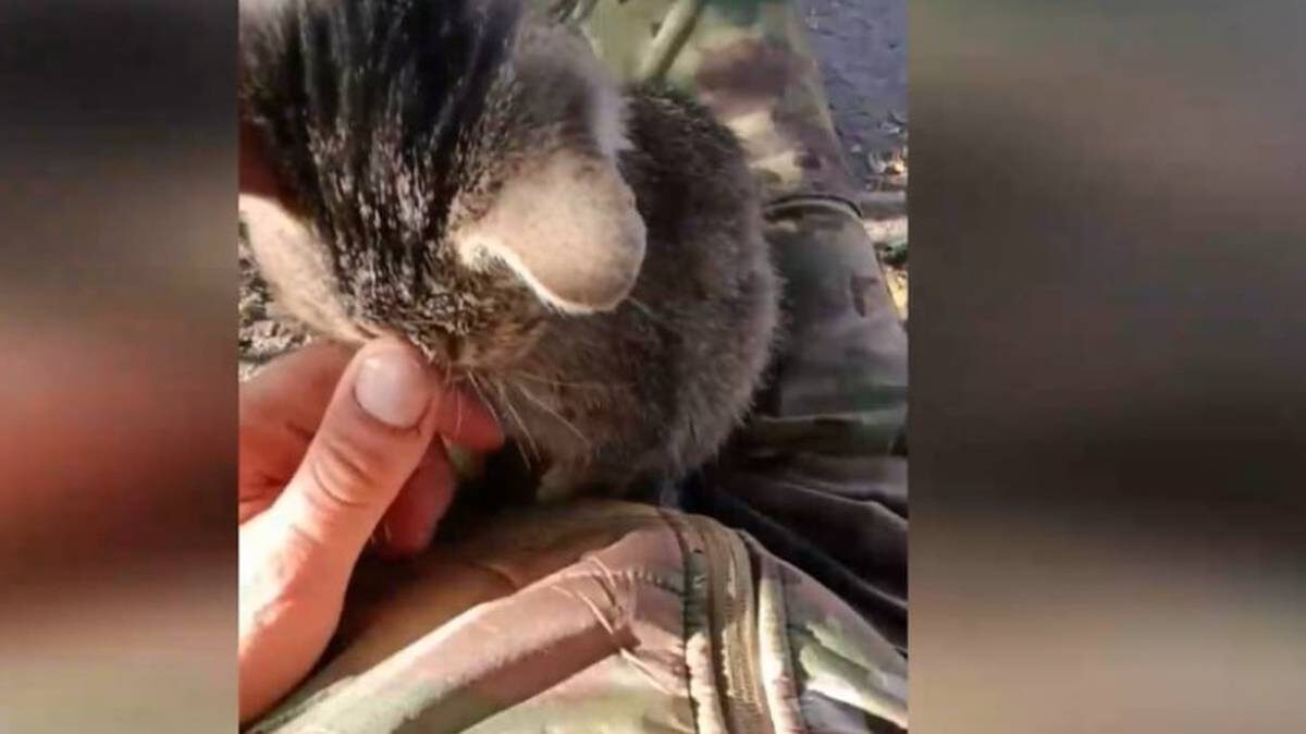    Фото: Скриншот видео «Народный фронт»