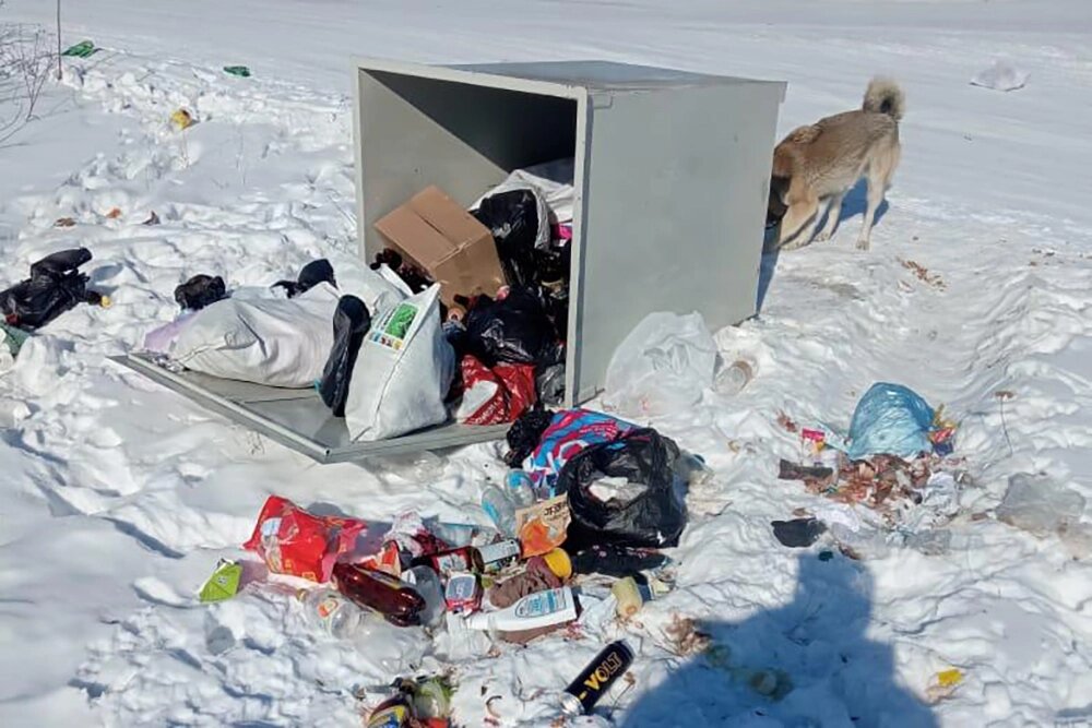    Бродячие псы и ветер переворачивают контейнеры. Фото: Из архива героя публикации