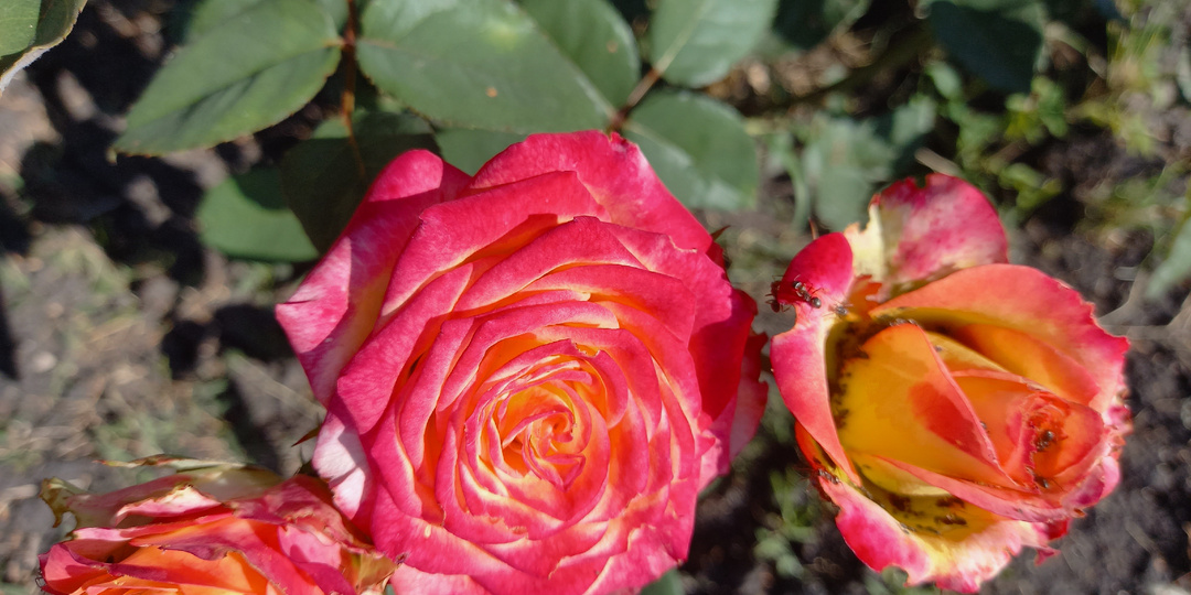 Не бойтесь рано покупать розы - их можно отлично подготовить