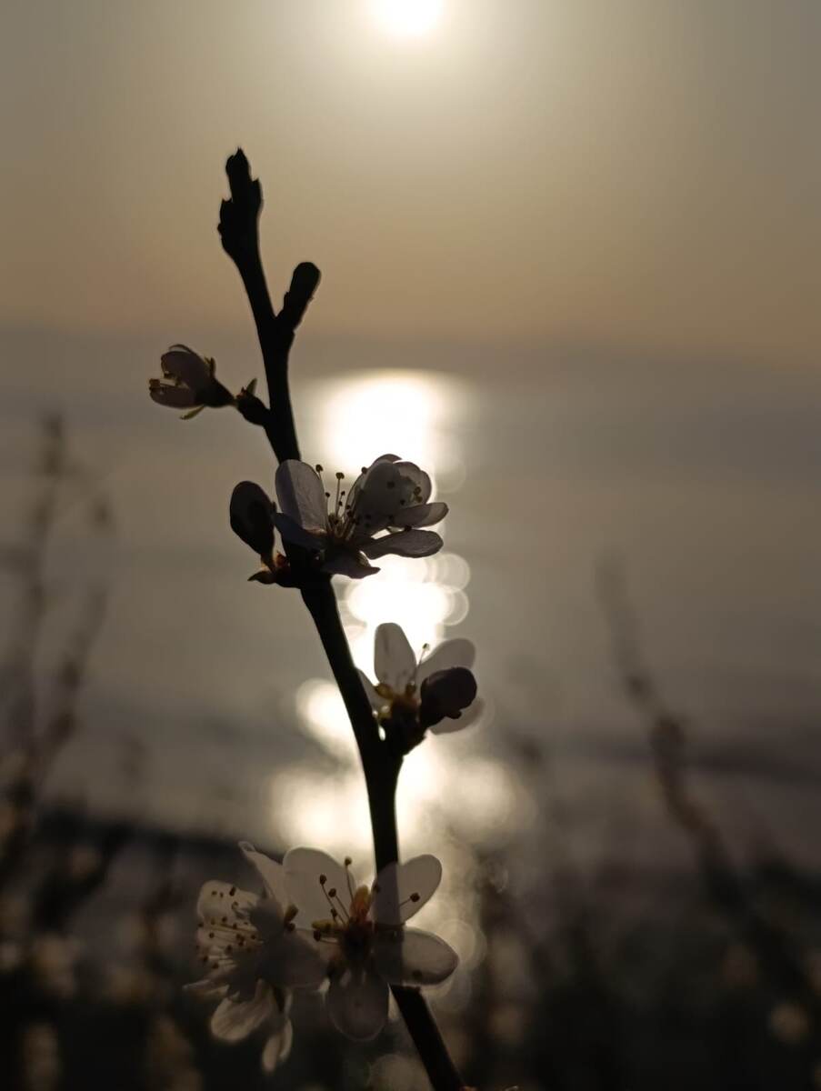 Разве не Чудо? (фото Е. Ковалюк)