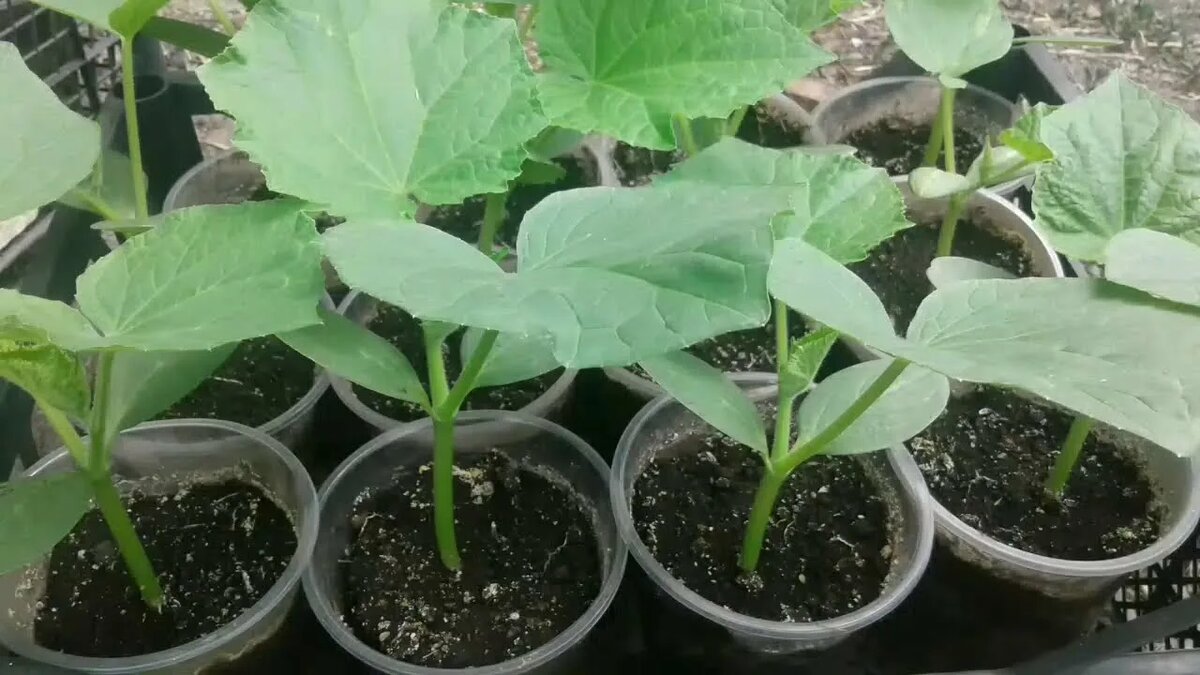 Огурцы. Сад и огрод. Мой эксперимент ЗА и Против. Наш дом о Мы в нём.