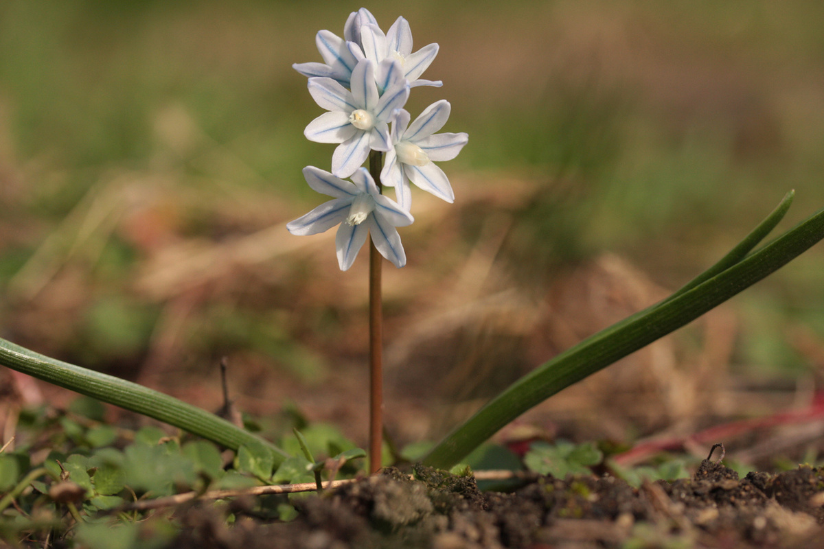    Пушкиния: скромница, которая может стать звездой весеннего сада