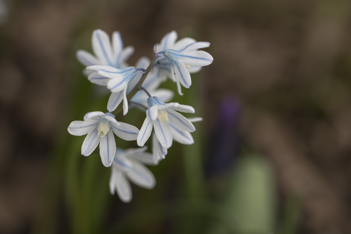    Пушкинию легко узнать по ярко-синей продольной полоске на каждом из лепестков