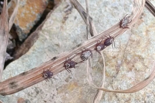    Клещи сидят вдоль дороги целыми семьями Фото: Из личного архива