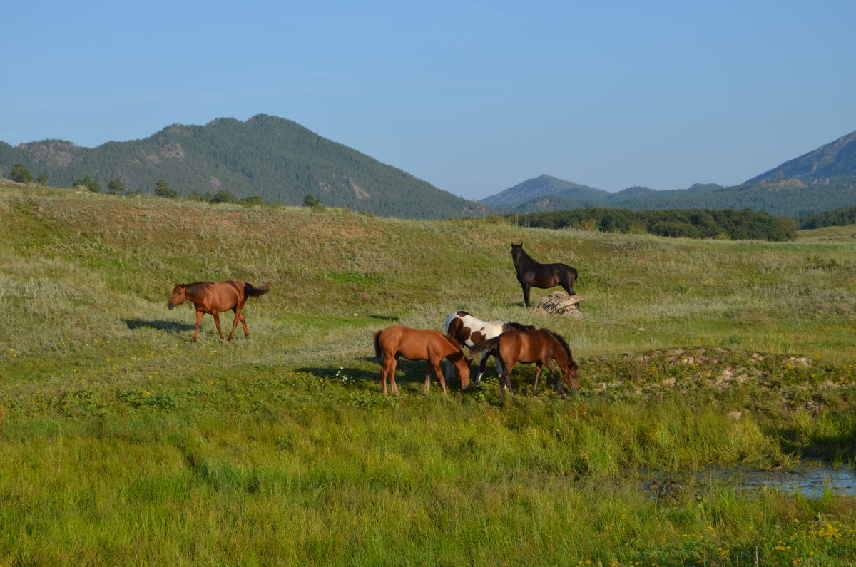 Предгорья Баянаула. Фото Татьяны Горбуновой, 2013