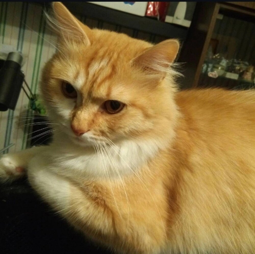    Кот Анри. Фото: соцсети