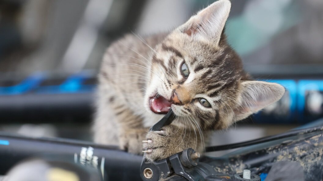    фото: Belkin Alexey/news.ru/Globallookpress