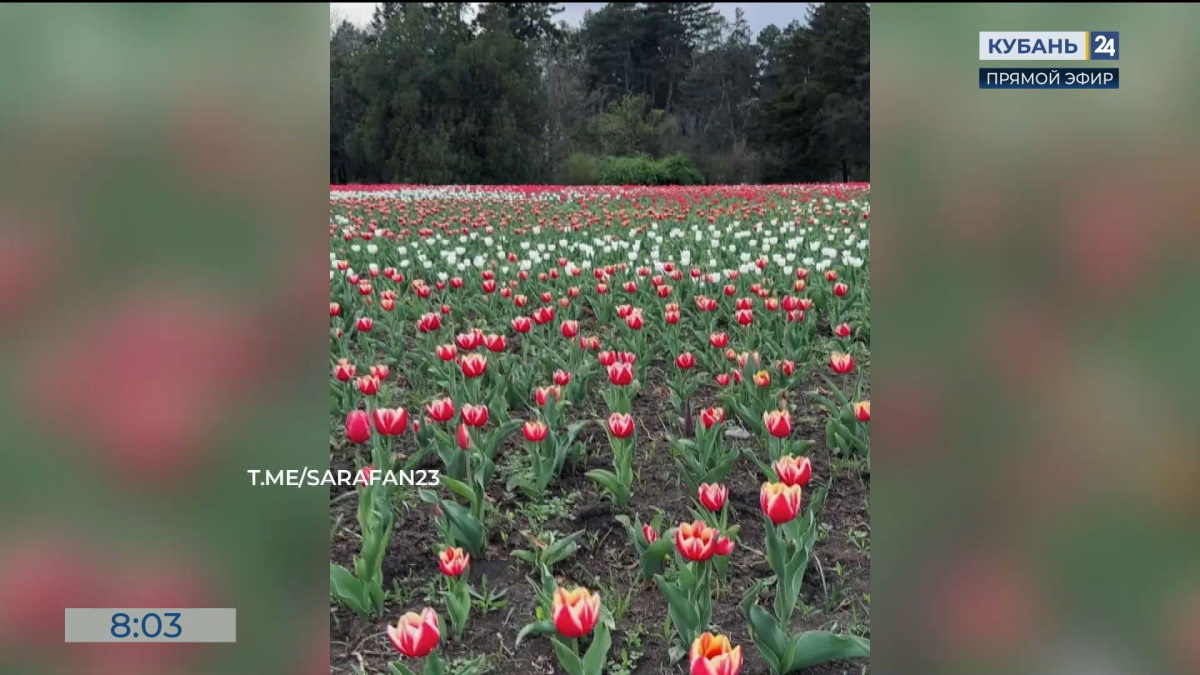    Видео канала «Кубань 24»