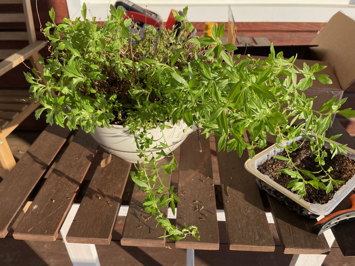 Готовимся к стрижке