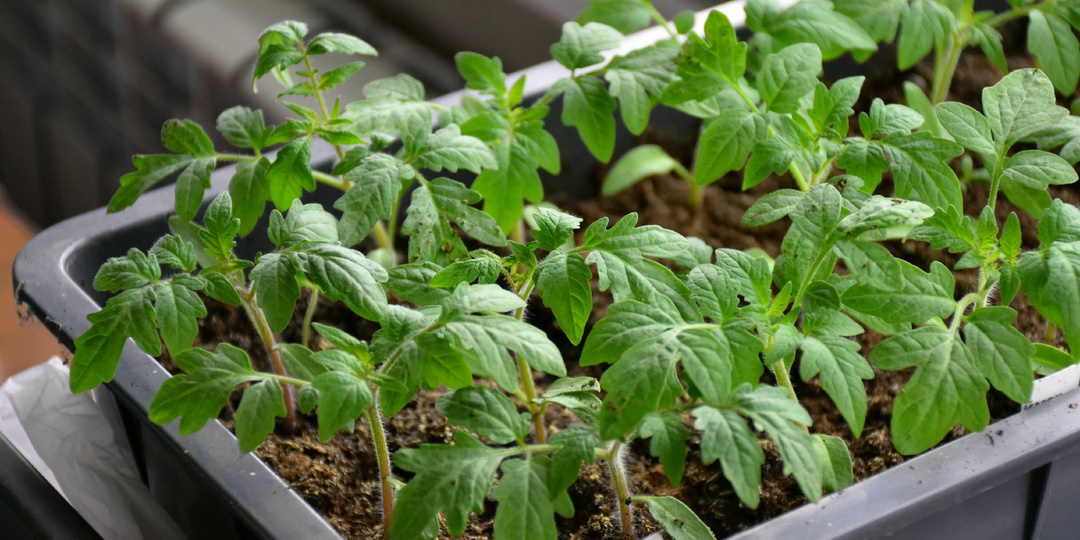 "Даже слабая рассада томатов оживает и толстеет на глазах": делюсь рецептом проверенной подкормки