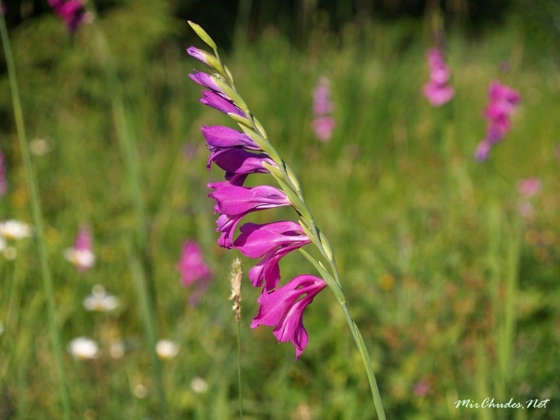 шпажник черепитчатый