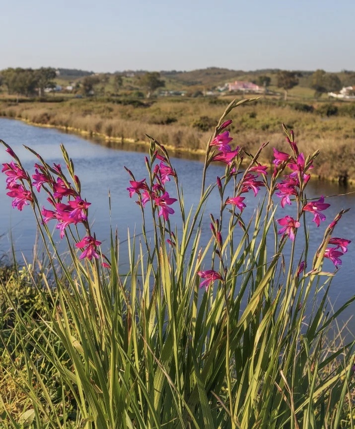 Шпажник болотный