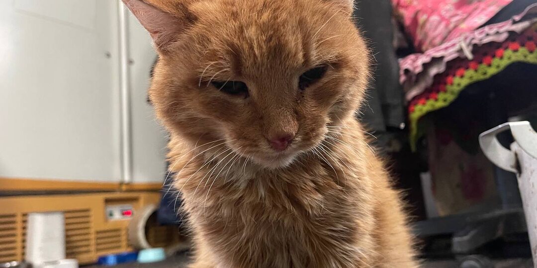 Доживёт ли Мурзик до следующей весны? Этот кот- наша большая боль и печаль