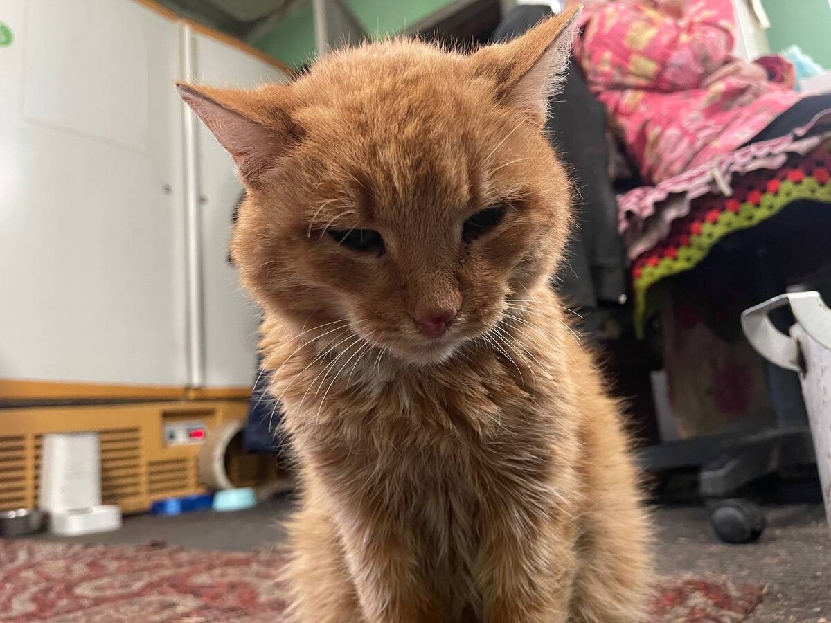 Рыжий мурлыка .