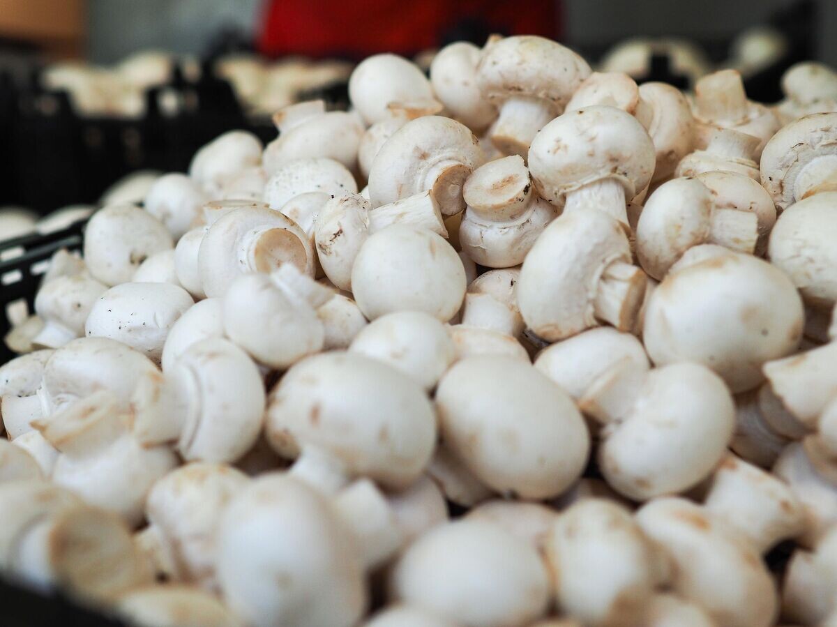    Шампиньоны© РИА Новости / Виталий Тимкив