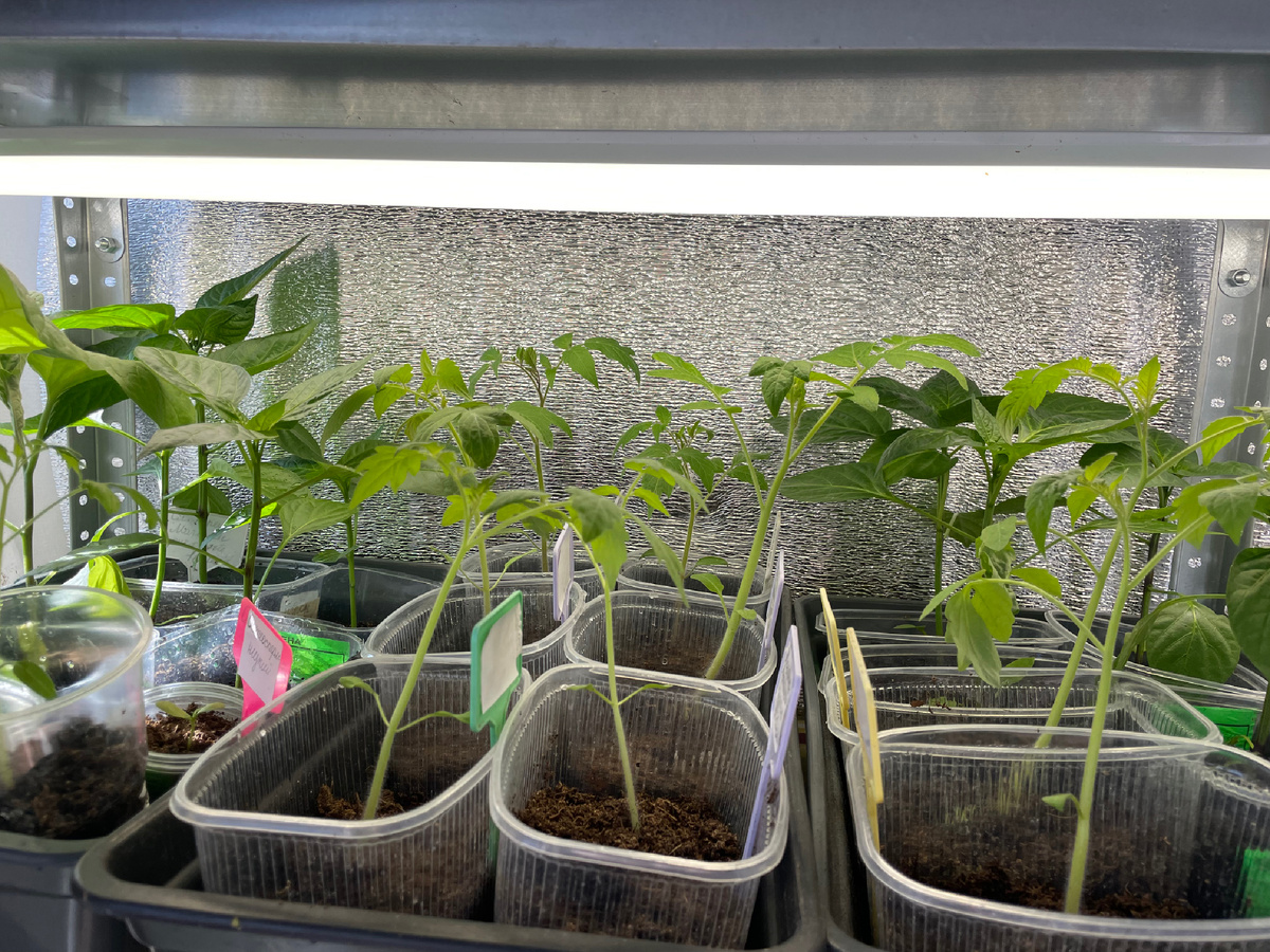 Ларисина рассада