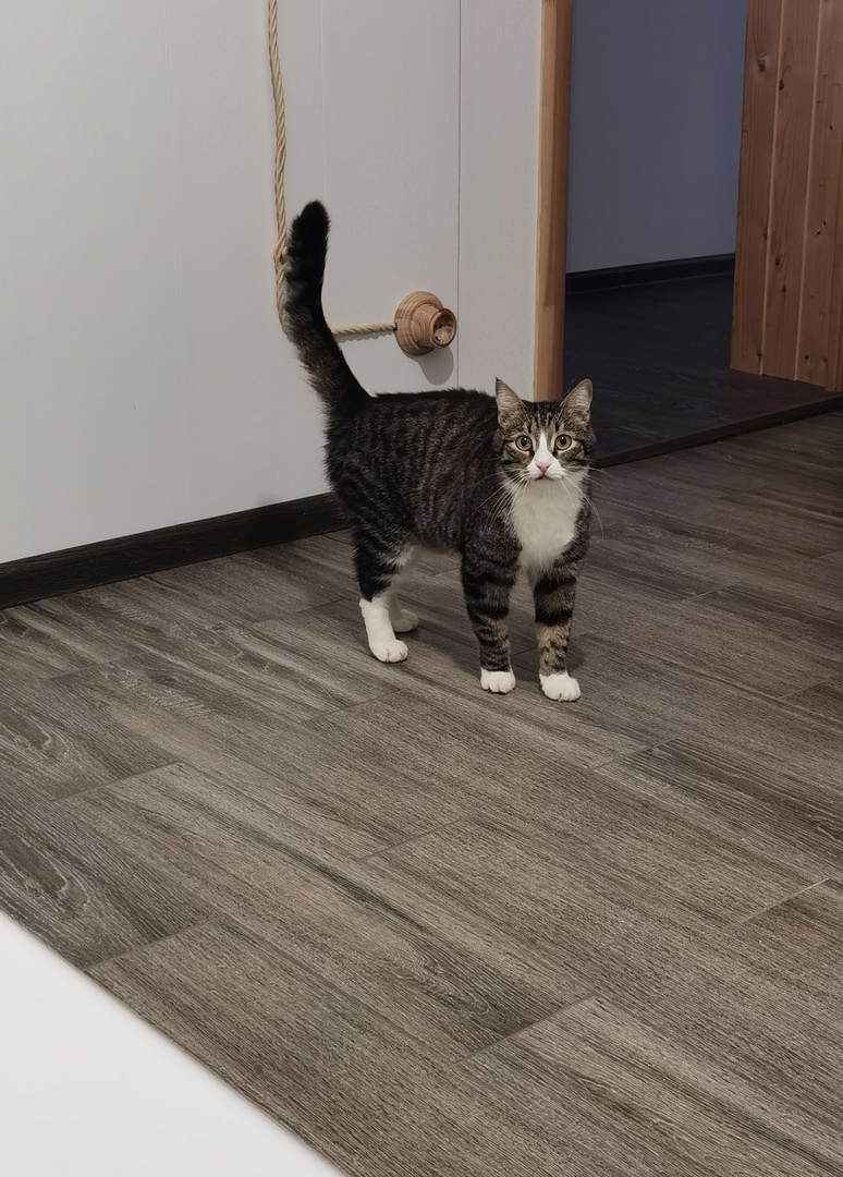 Это Фуфырик врывается в ванную с важной новостью