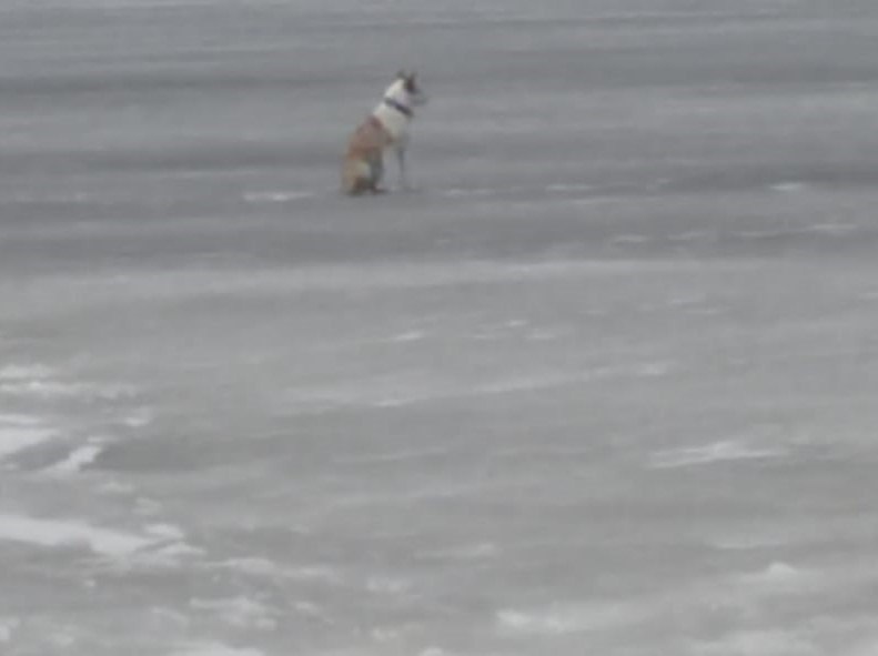    Две собаки провалились под лед в КарелииГоскомитет Карелии по ОЖ и БН