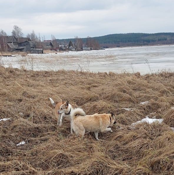    Две собаки провалились под лед в КарелииГоскомитет Карелии по ОЖ и БН