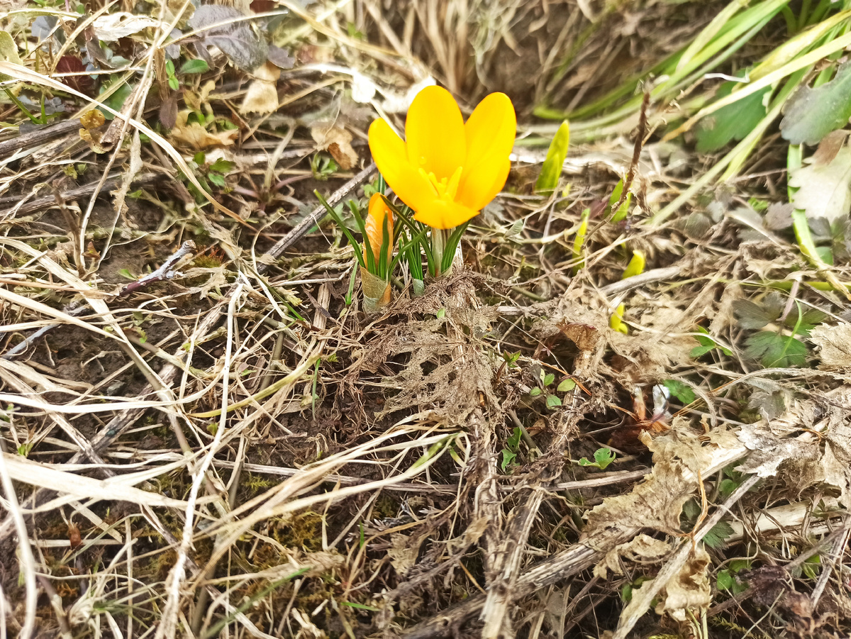 Крокус жёлтый 