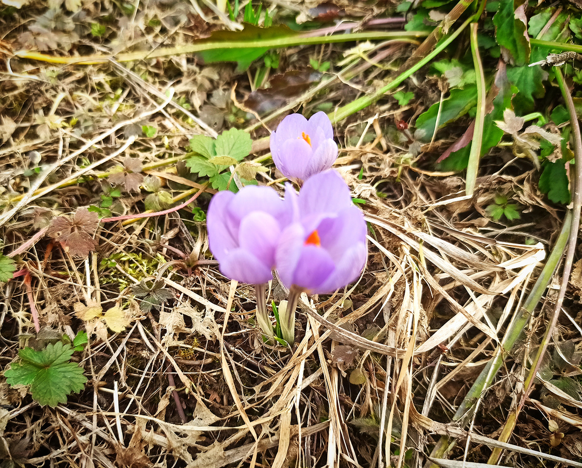 Крокусы автора 