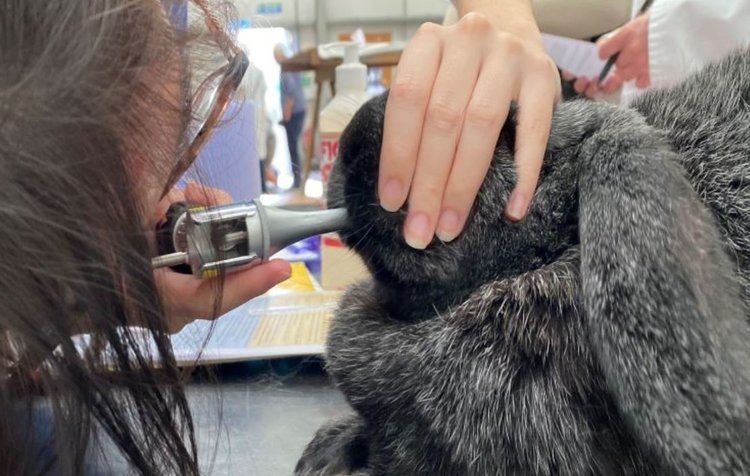    Зубы у кроликов и их особенности