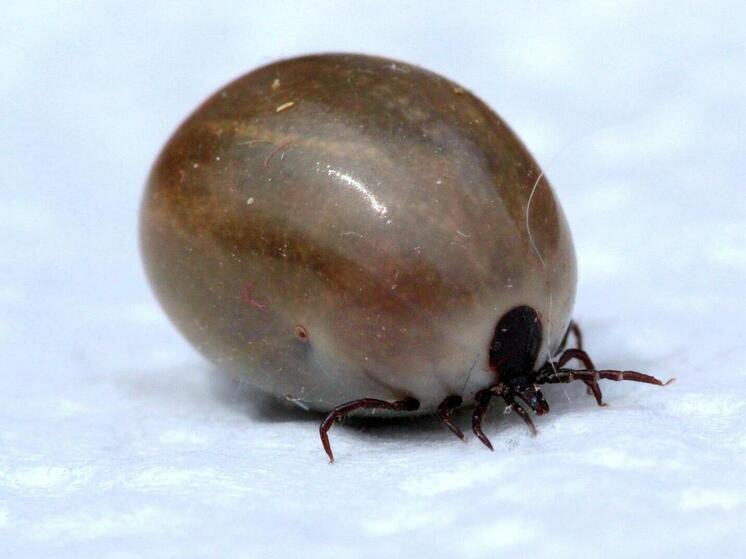     Фото: pixabay.com