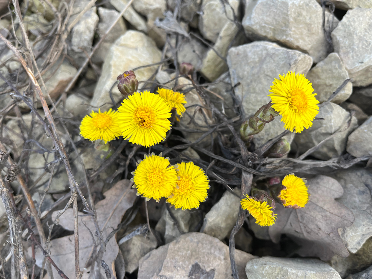 29 марта 2025. Ленобласть. Ломоносовский район. 