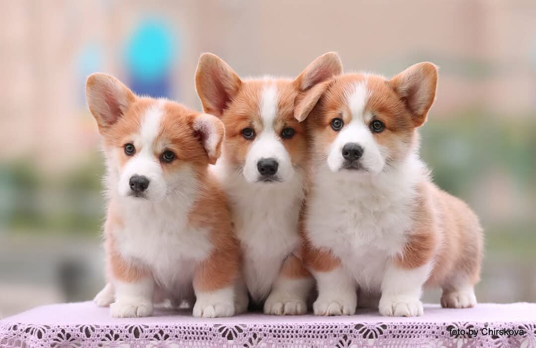 Щенки питомника Saets Coetir