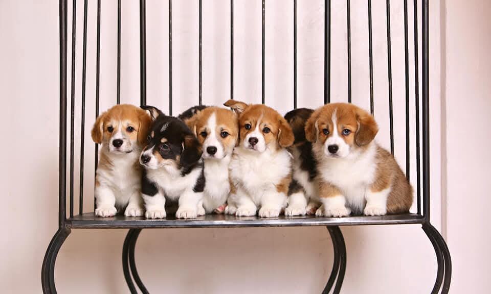 Щенки питомника Saets Coetir