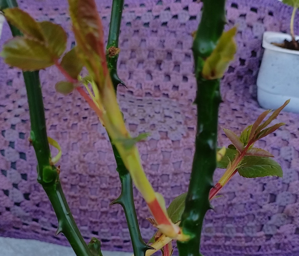 В питомнике каким-то зелёным типа воском покрывают саженцы