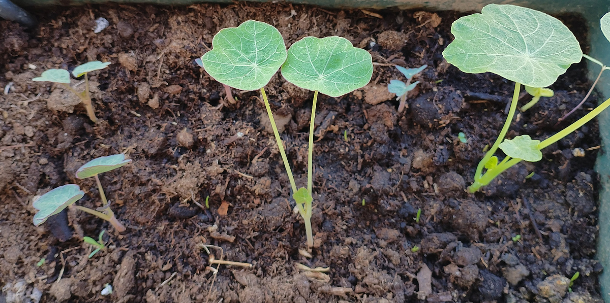 Тянутся к солнцу))