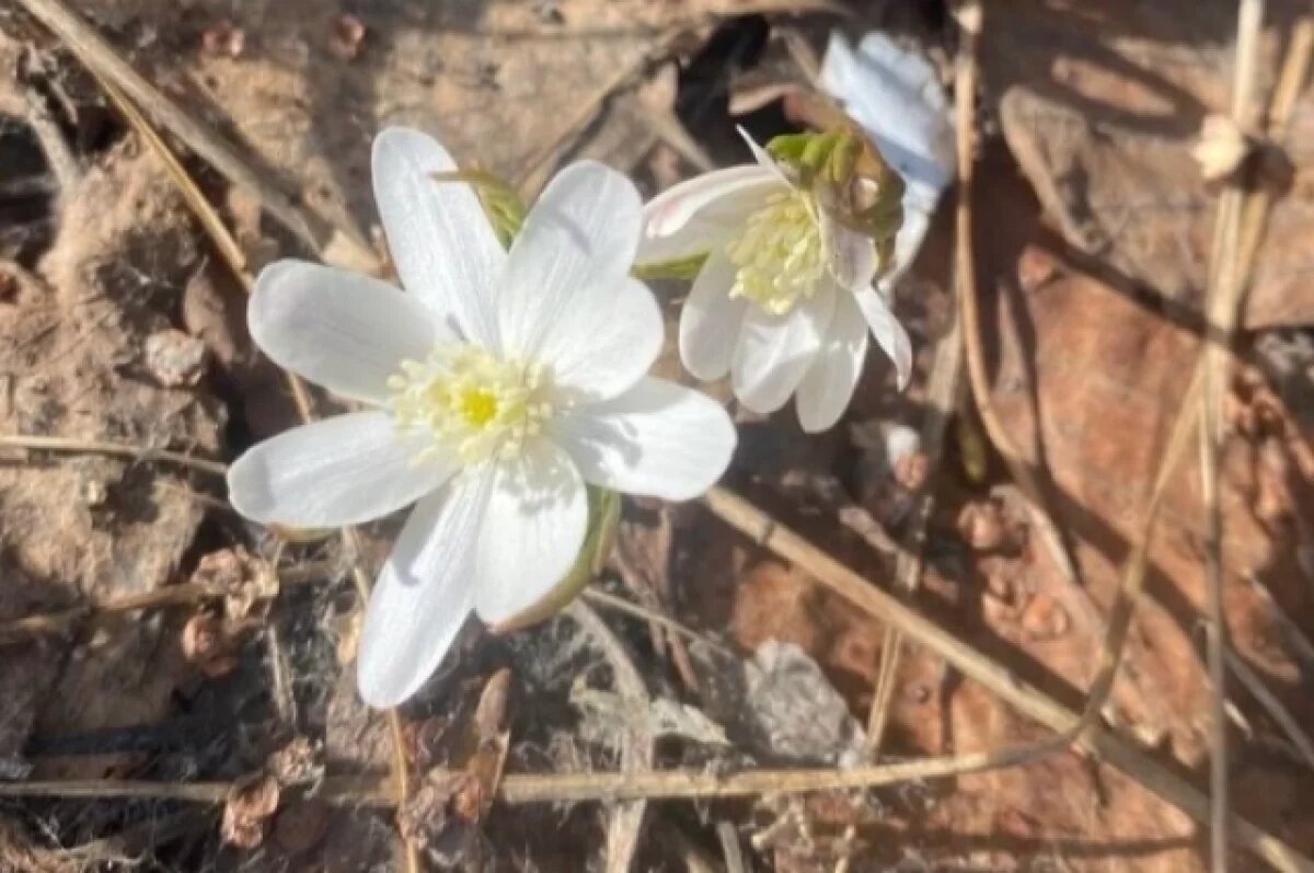    В Челябинской области зацвели первые подснежники