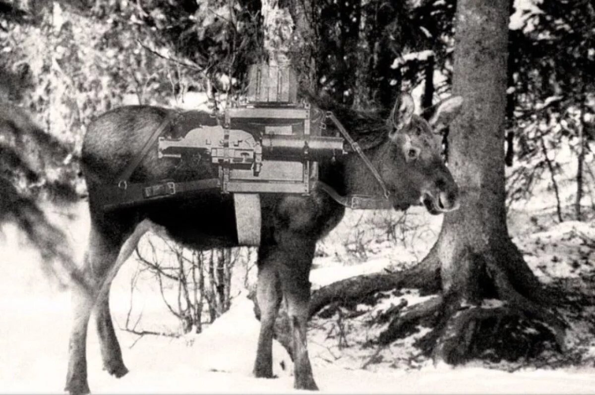    В зоосадах Хабаровска и Южно-Сахалинска откроют выставки о животных-героях